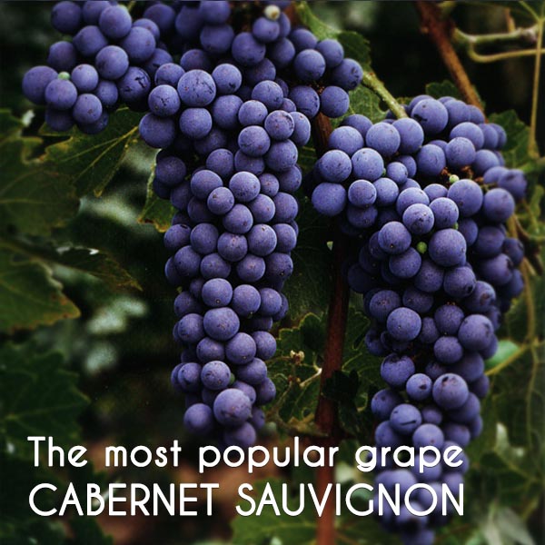 Rượu chateau laubes mác thiếc 13% được tạo bởi 26% ngo Cabernet Sauvignon