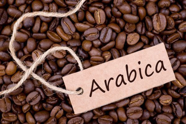 arabica coffee bean 2