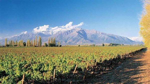 Cánh đồng nho tại Central Valley Chile nơi cung cấp ra những loại rượu vang chất lượng cao cho thế giới có chất lượng sánh ngang với các loại rượu vang tại lục địa cũ