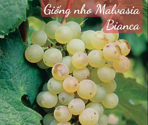 Giống nho Malvasia Bianca tạo nên Rượu Vang Terre Di Sole Rosso trắng