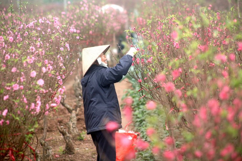 Vườn đào bạt ngàn, khoe sắc thắm tại chợ hoa Nhật Tân)