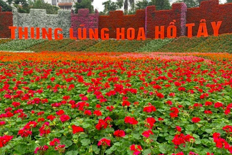 thung lung hoa ho tay